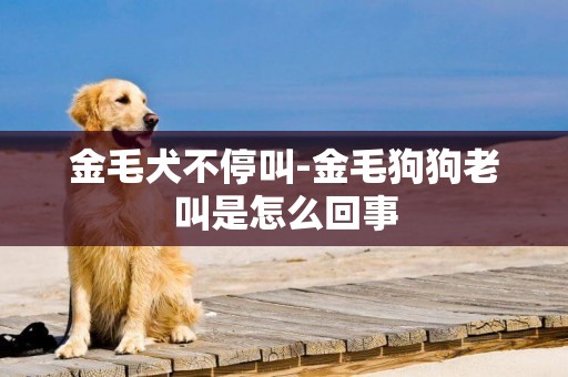金毛犬不停叫-金毛狗狗老叫是怎么回事