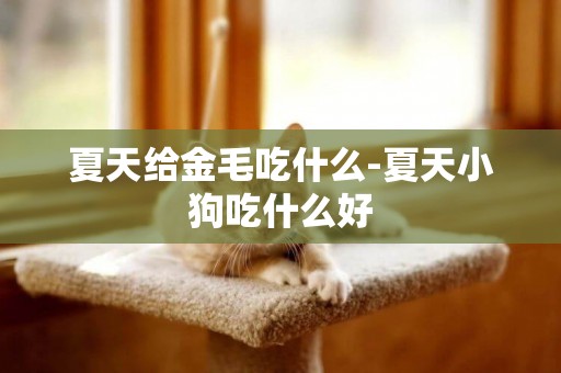 夏天給金毛吃什么-夏天小狗吃什么好