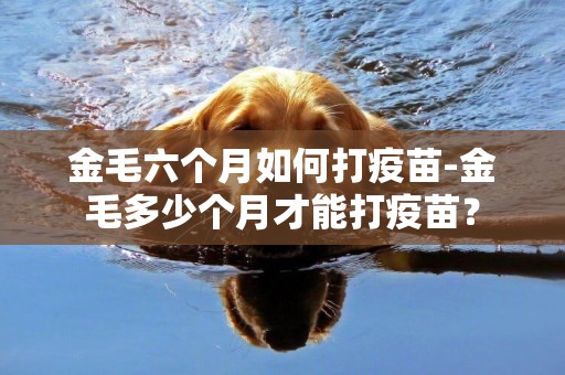 金毛六個月如何打疫苗-金毛多少個月才能打疫苗？