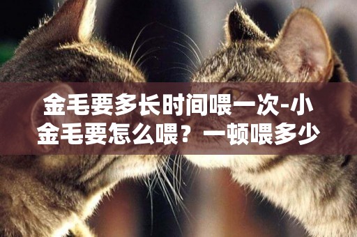 金毛要多長時間喂一次-小金毛要怎么喂？一頓喂多少？喂多少次？