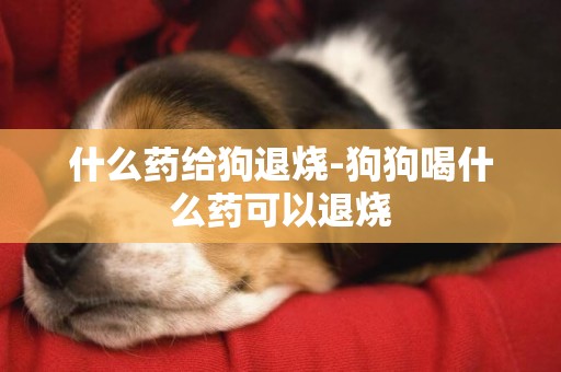 什么藥給狗退燒-狗狗喝什么藥可以退燒