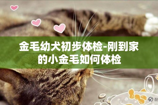金毛幼犬初步體檢-剛到家的小金毛如何體檢