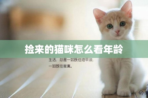 撿來的貓咪怎么看年齡