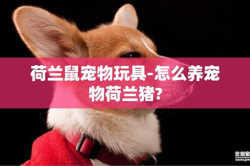 荷蘭鼠寵物玩具-怎么養寵物荷蘭豬?