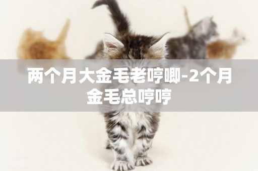 兩個月大金毛老哼唧-2個月金毛總哼哼