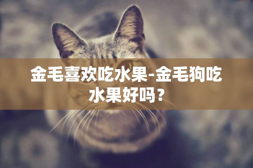 金毛喜歡吃水果-金毛狗吃水果好嗎？