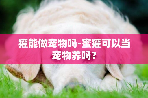 獾能做寵物嗎-蜜獾可以當寵物養嗎？