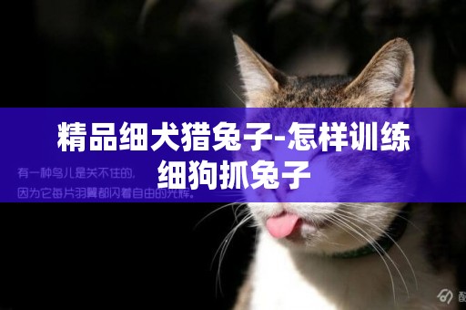 精品細犬獵兔子-怎樣訓練細狗抓兔子