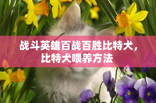 戰斗英雄百戰百勝比特犬，比特犬喂養方法 