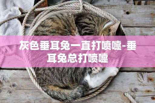 灰色垂耳兔一直打噴嚏-垂耳兔總打噴嚏