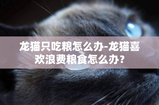 龍貓只吃糧怎么辦-龍貓喜歡浪費糧食怎么辦？
