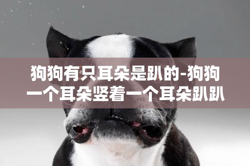 狗狗有只耳朵是趴的-狗狗一個耳朵豎著一個耳朵趴趴著是怎么回事啊