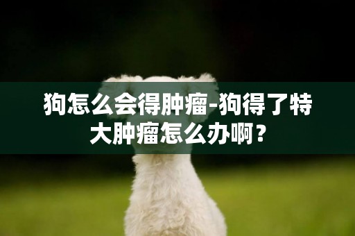 狗怎么會得腫瘤-狗得了特大腫瘤怎么辦啊？