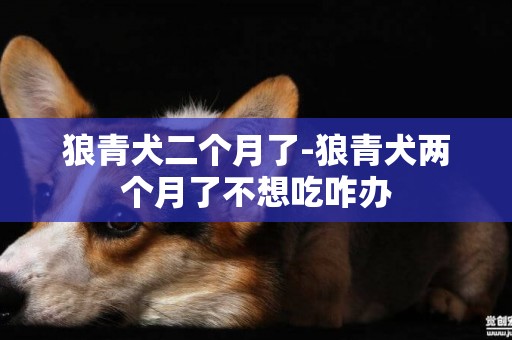 狼青犬二個月了-狼青犬兩個月了不想吃咋辦