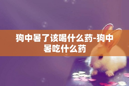 狗中暑了該喝什么藥-狗中暑吃什么藥