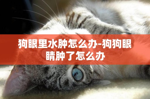 狗眼里水腫怎么辦-狗狗眼睛腫了怎么辦