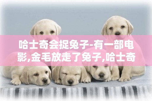 哈士奇會捉兔子-有一部電影,金毛放走了兔子,哈士奇把兔子咬死了？