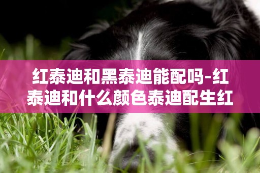 紅泰迪和黑泰迪能配嗎-紅泰迪和什么顏色泰迪配生紅泰迪？
