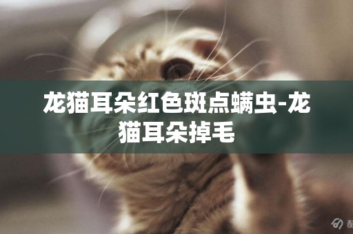 龍貓耳朵紅色斑點螨蟲-龍貓耳朵掉毛