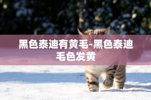 黑色泰迪有黃毛-黑色泰迪毛色發黃