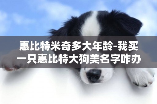 惠比特米奇多大年齡-我買一只惠比特大狗美名字咋辦