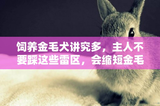 飼養金毛犬講究多，主人不要踩這些雷區，會縮短金毛壽命的！ 