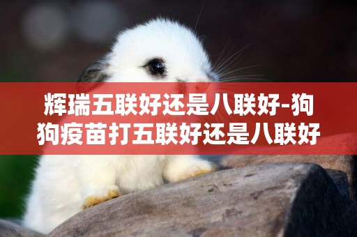 輝瑞五聯好還是八聯好-狗狗疫苗打五聯好還是八聯好