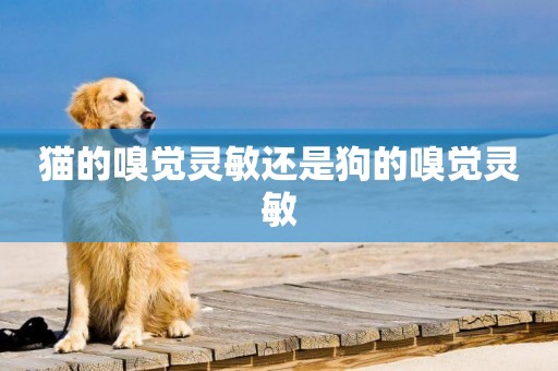 貓的嗅覺靈敏還是狗的嗅覺靈敏