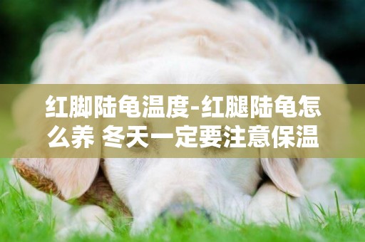 紅腳陸龜溫度-紅腿陸龜怎么養 冬天一定要注意保溫