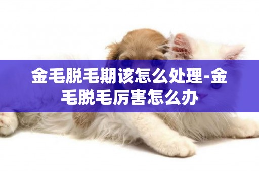 金毛脫毛期該怎么處理-金毛脫毛厲害怎么辦