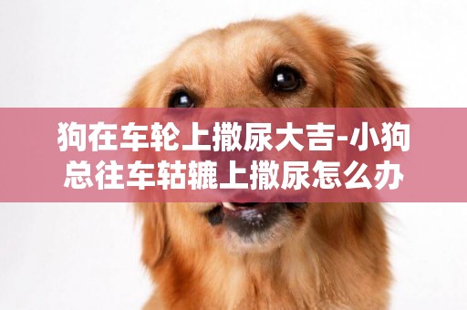 狗在車輪上撒尿大吉-小狗總往車轱轆上撒尿怎么辦