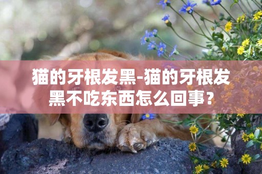 貓的牙根發黑-貓的牙根發黑不吃東西怎么回事？