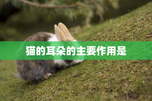 貓的耳朵的主要作用是