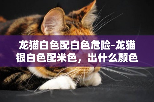 龍貓白色配白色危險-龍貓銀白色配米色，出什么顏色的貓？