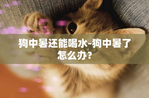 狗中暑還能喝水-狗中暑了怎么辦？