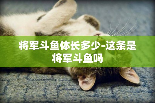 將軍斗魚體長多少-這條是將軍斗魚嗎