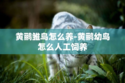 黃鸝雛鳥怎么養-黃鸝幼鳥怎么人工飼養
