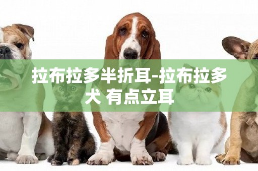 拉布拉多半折耳-拉布拉多犬 有點立耳