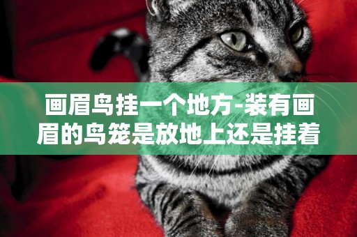 畫眉鳥掛一個地方-裝有畫眉的鳥籠是放地上還是掛著