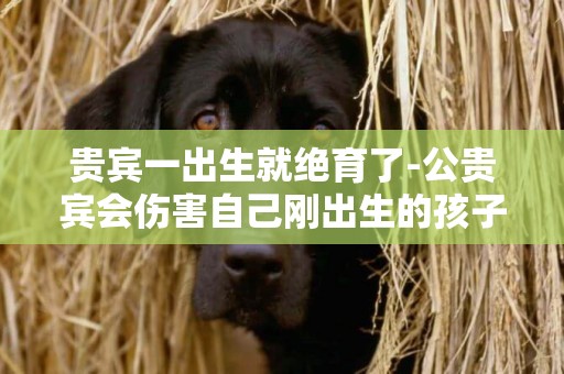 貴賓一出生就絕育了-公貴賓會傷害自己剛出生的孩子嗎