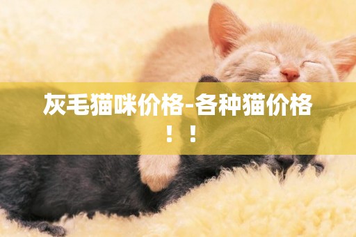 灰毛貓咪價格-各種貓價格！！