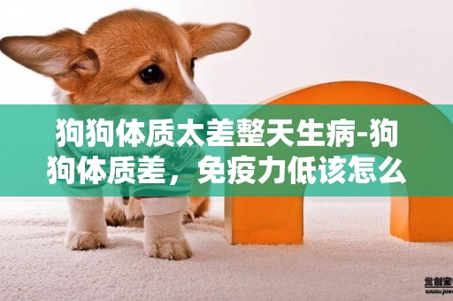 狗狗體質太差整天生病-狗狗體質差，免疫力低該怎么辦？