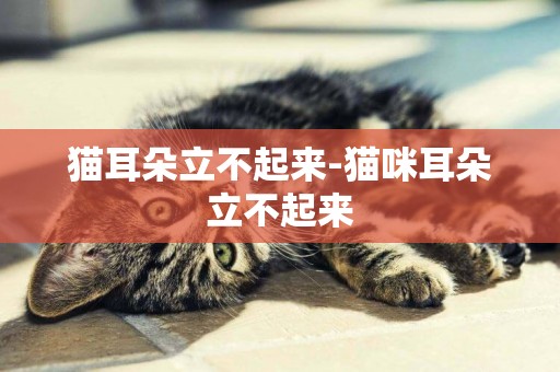 貓耳朵立不起來-貓咪耳朵立不起來