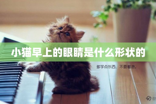 小貓早上的眼睛是什么形狀的