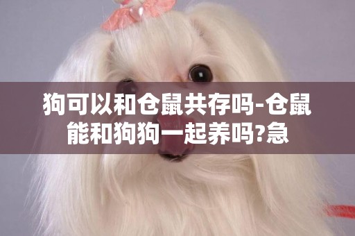 狗可以和倉鼠共存嗎-倉鼠能和狗狗一起養嗎?急