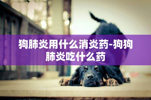 狗肺炎用什么消炎藥-狗狗肺炎吃什么藥