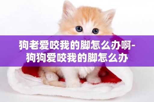 狗老愛咬我的腳怎么辦啊-狗狗愛咬我的腳怎么辦