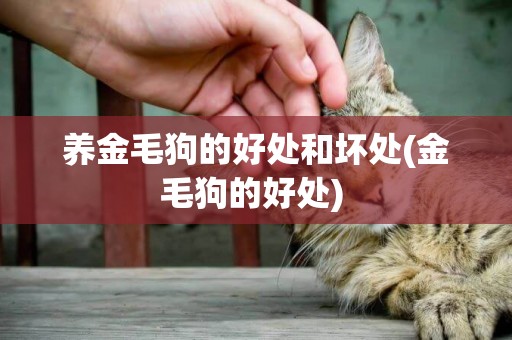 養金毛狗的好處和壞處(金毛狗的好處) 