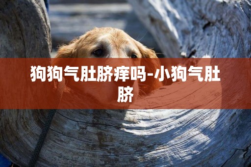 狗狗氣肚臍癢嗎-小狗氣肚臍