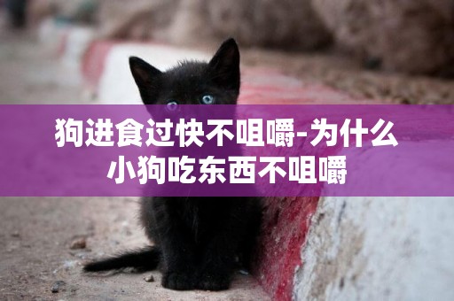 狗進食過快不咀嚼-為什么小狗吃東西不咀嚼